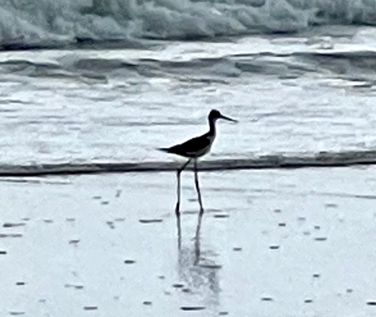 Black-necked Stilt - Robert Wallace