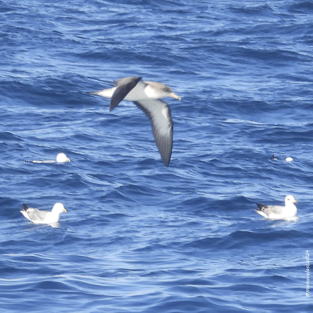 Cory's Shearwater (borealis) - ML619299570