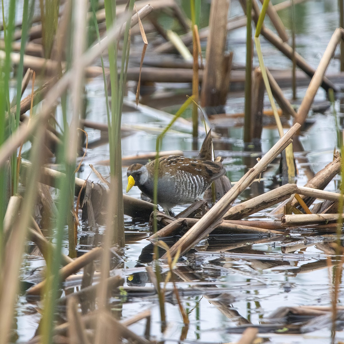 Polluela Sora - ML619299584