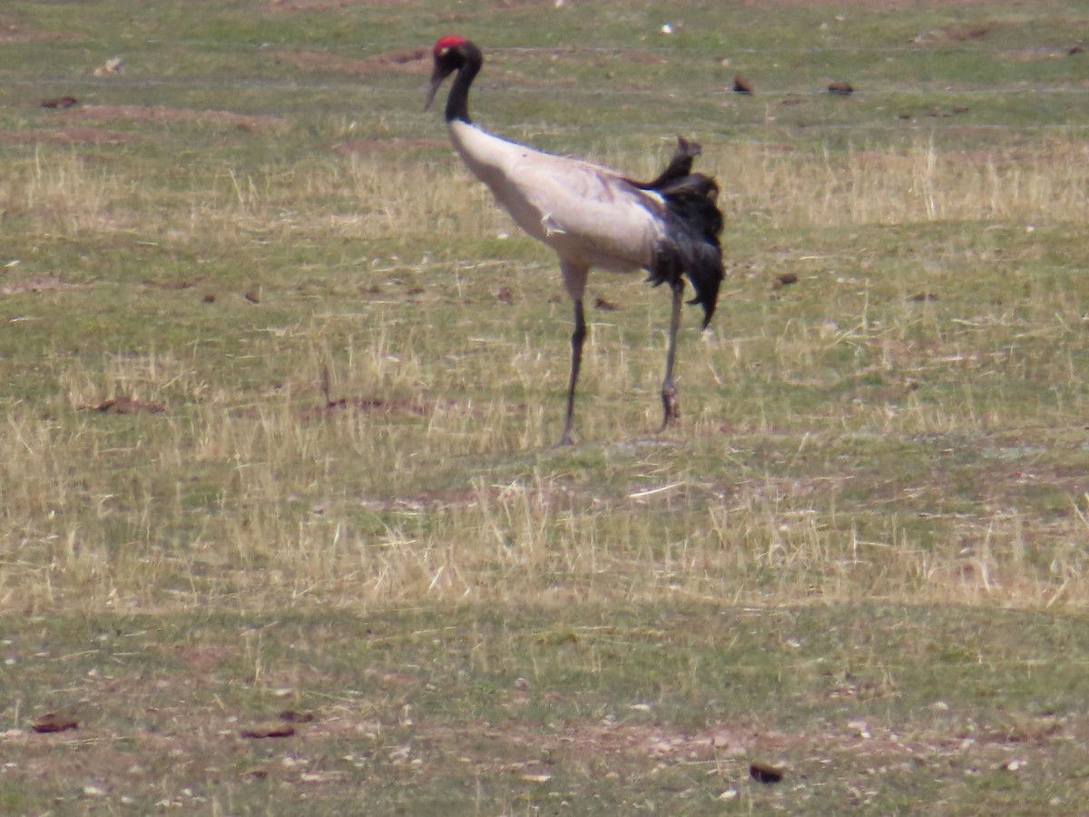 Black-necked Crane - ML619299588