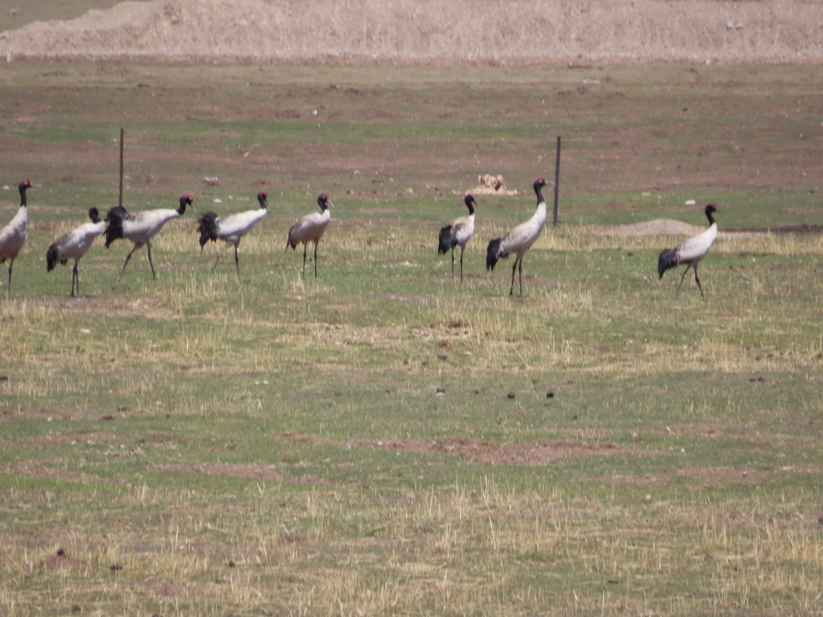 Black-necked Crane - ML619299602