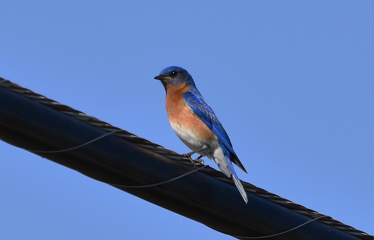 Eastern Bluebird - Scott Jackson