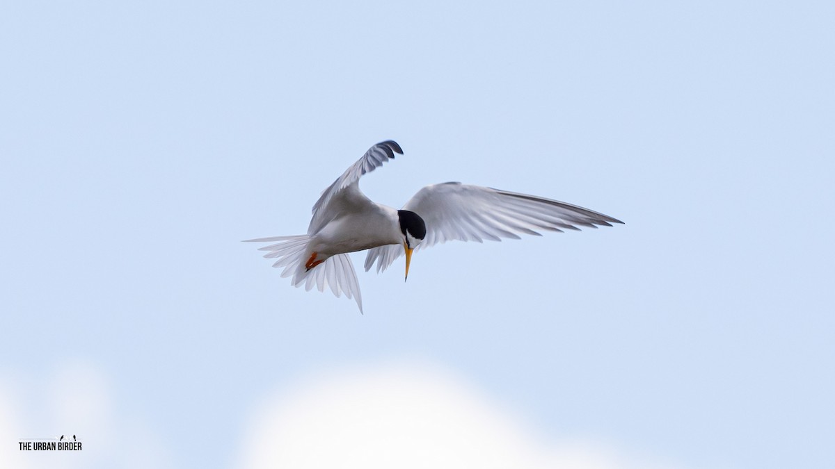 Little Tern - The Urban Birder