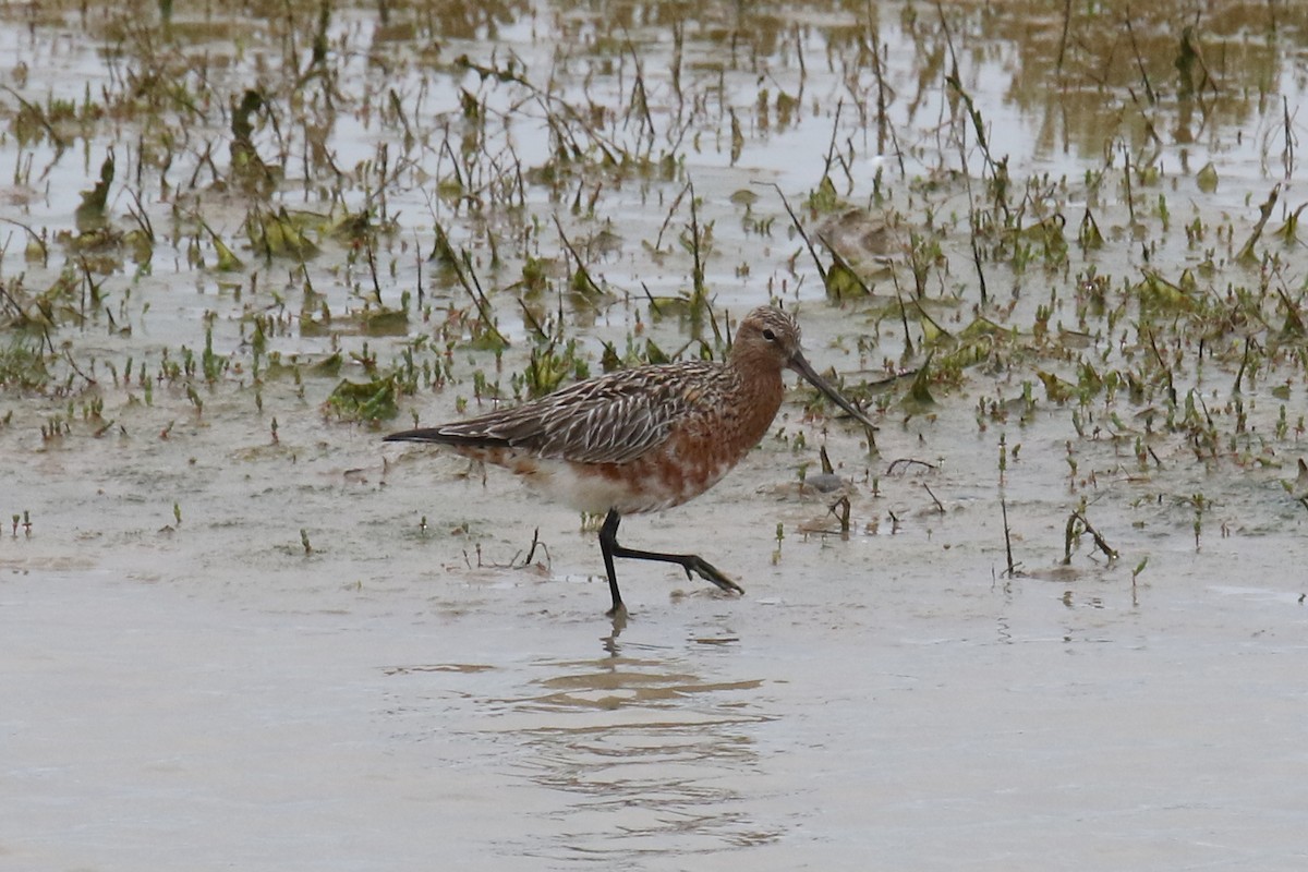 Bar-tailed Godwit - Tom Ensom