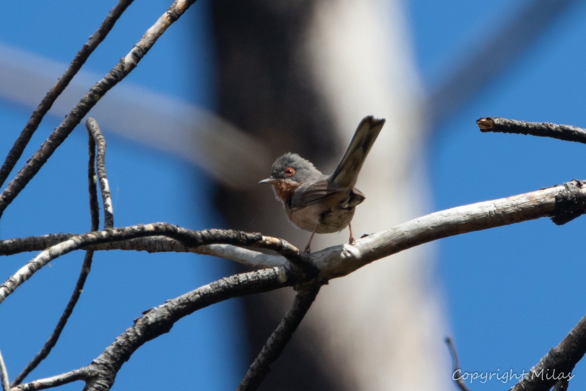 Western Subalpine Warbler - Milas Santos