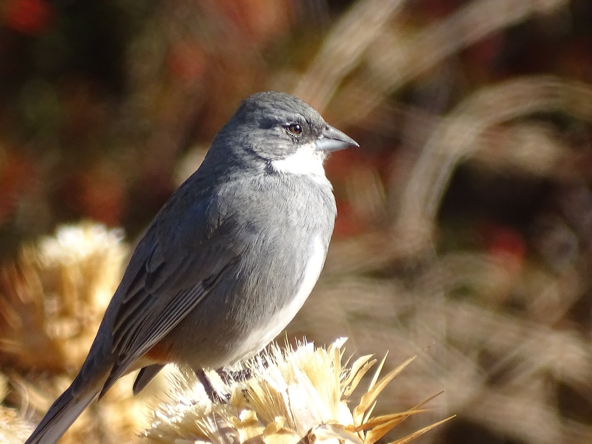 Diuca Finch - José Ignacio Catalán Ruiz