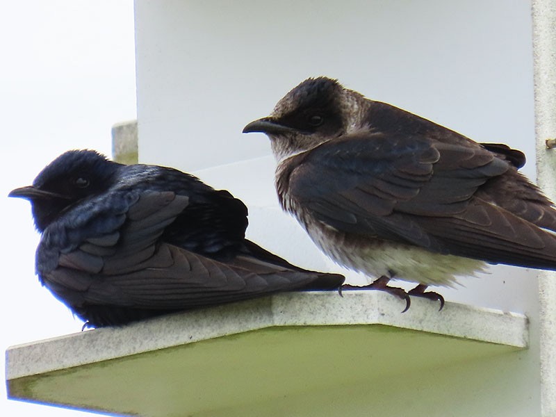 Purple Martin - Karen Lebing