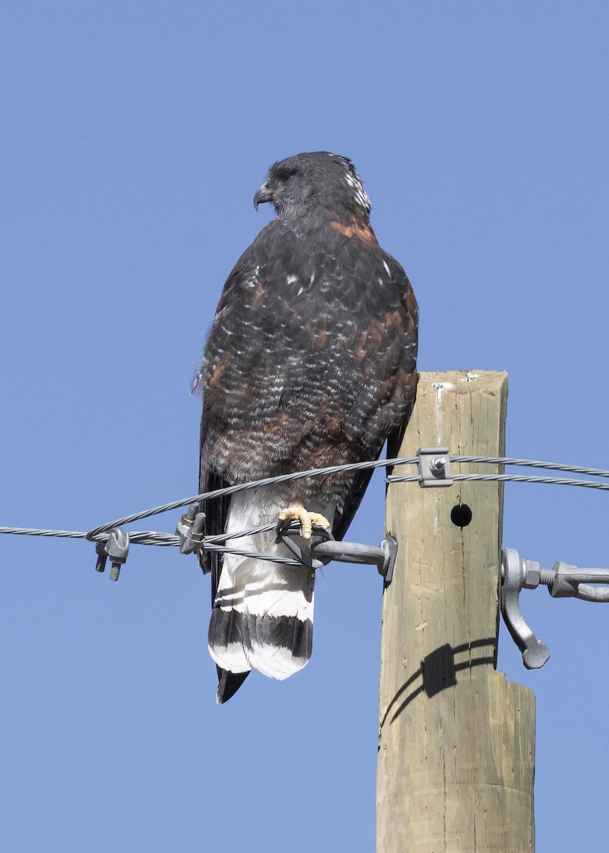 Variable Hawk (Puna) - VERONICA ARAYA GARCIA