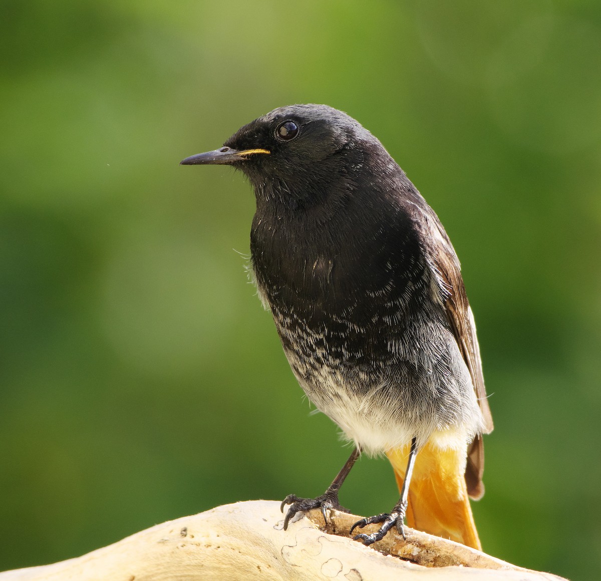 Black Redstart - ML619299640