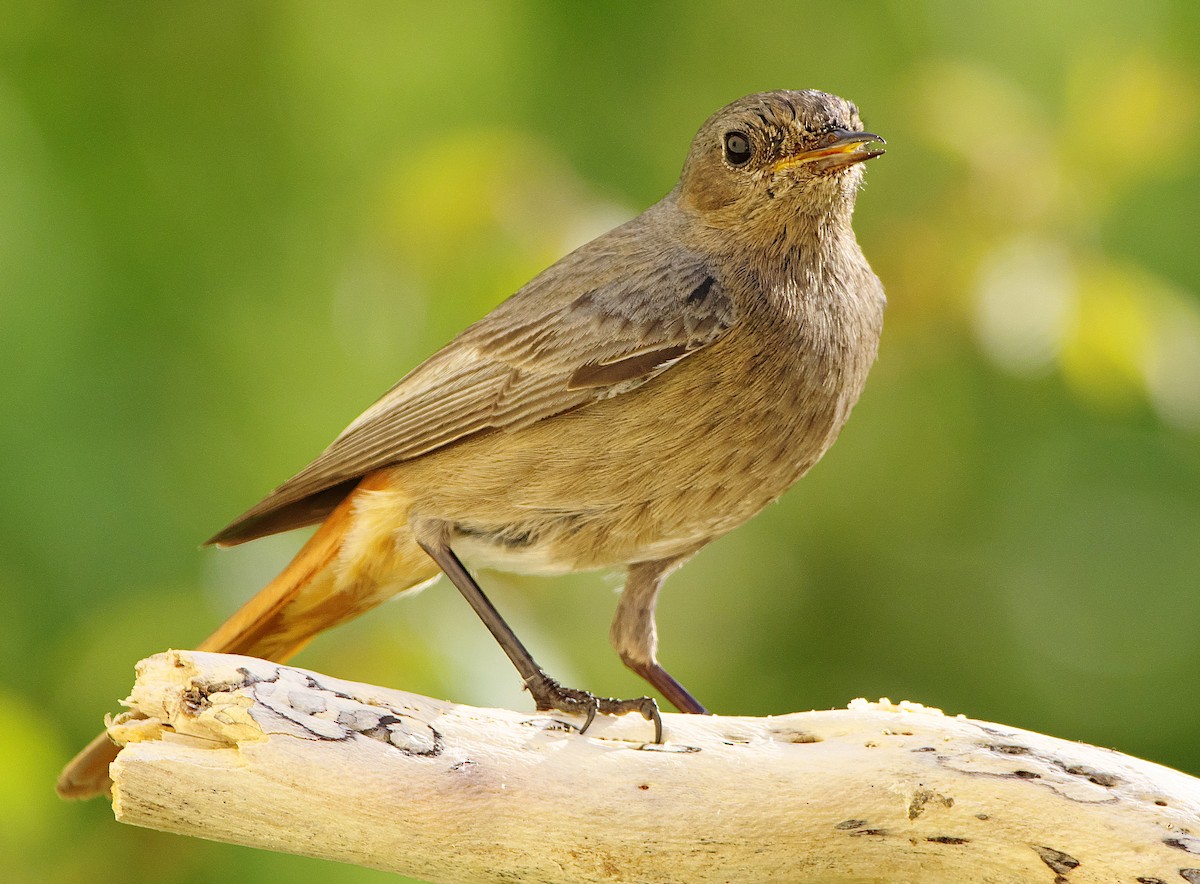 Black Redstart - ML619299641