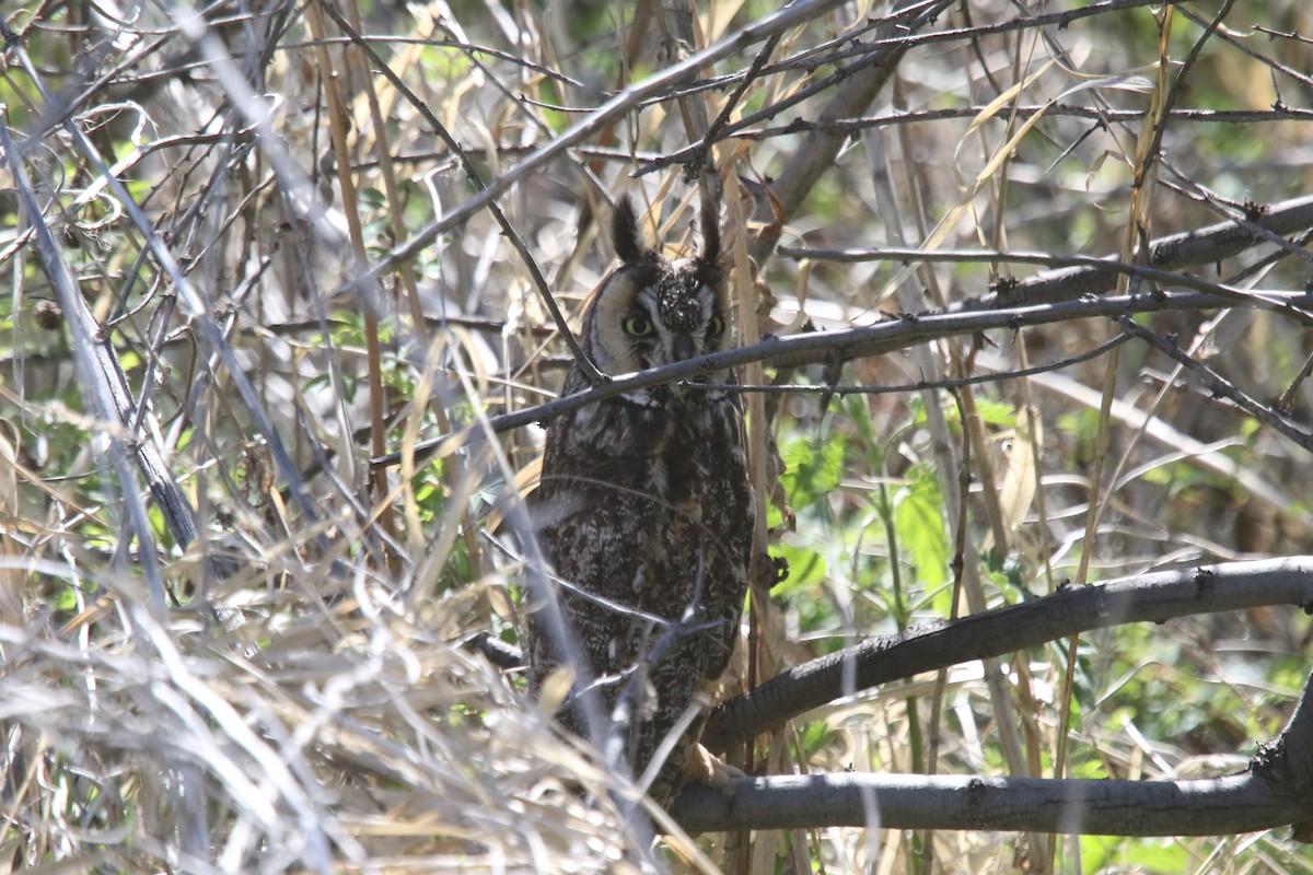 Long-eared Owl - alan mauer
