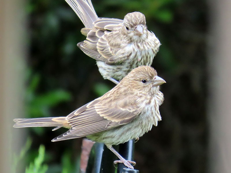 House Finch - Karen Lebing