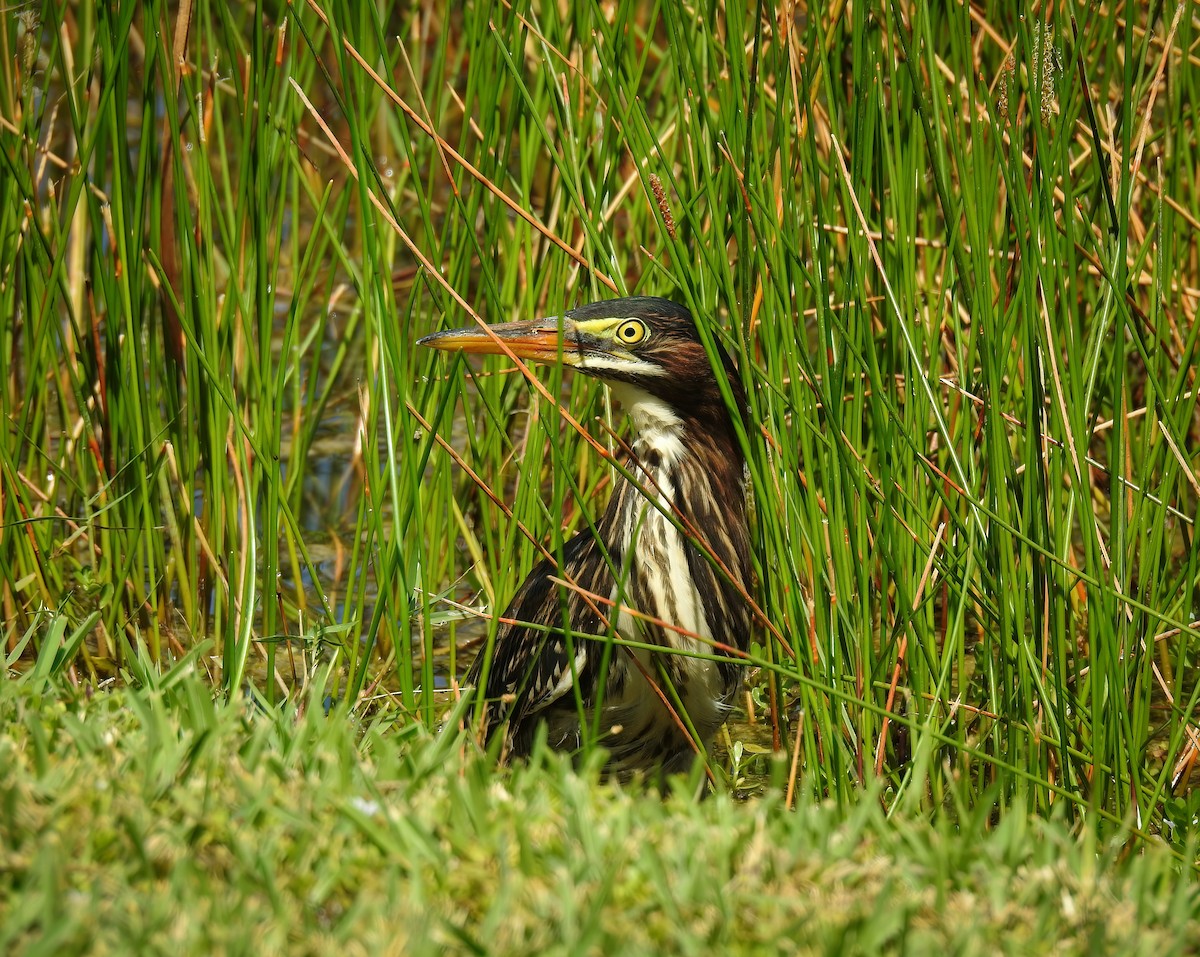 Green Heron - ML619299662