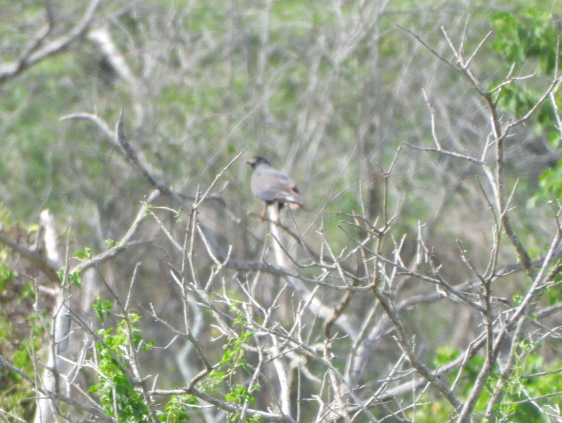 Snail Kite - Francisco Contreras @francontreras.80