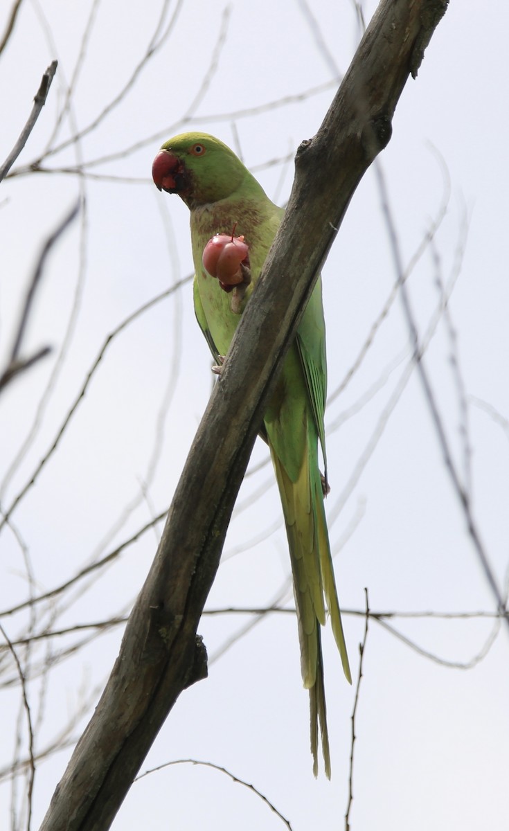 Rose-ringed Parakeet - Randy Maharaj