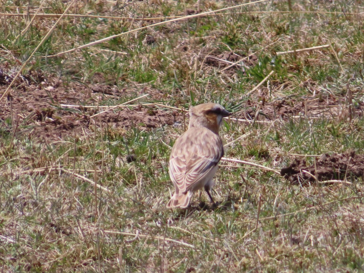 Rufous-necked Snowfinch - ML619299669