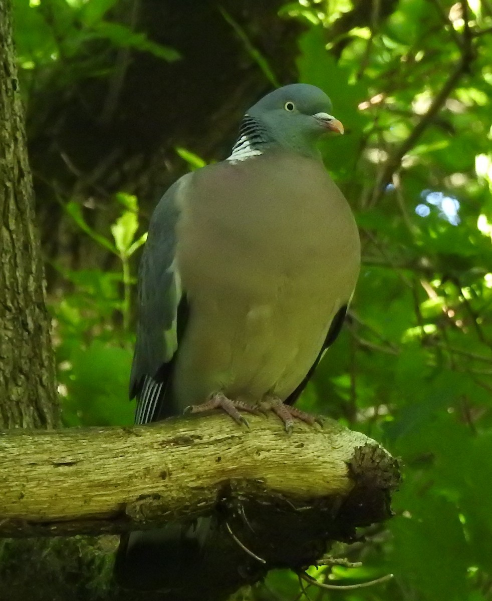 Common Wood-Pigeon - Bill Mulhearn