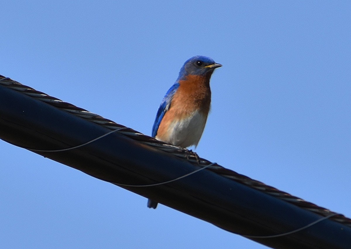 Eastern Bluebird - Scott Jackson