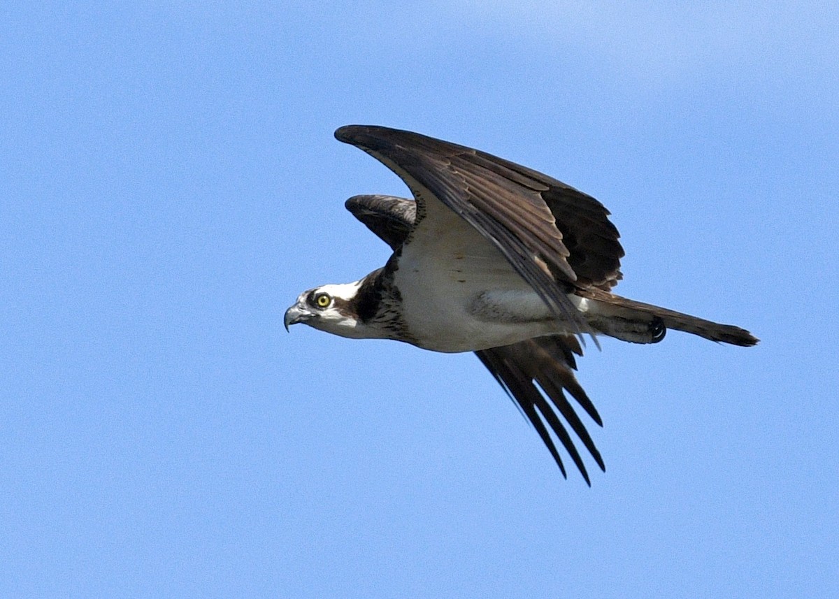 Águila Pescadora - ML619299677