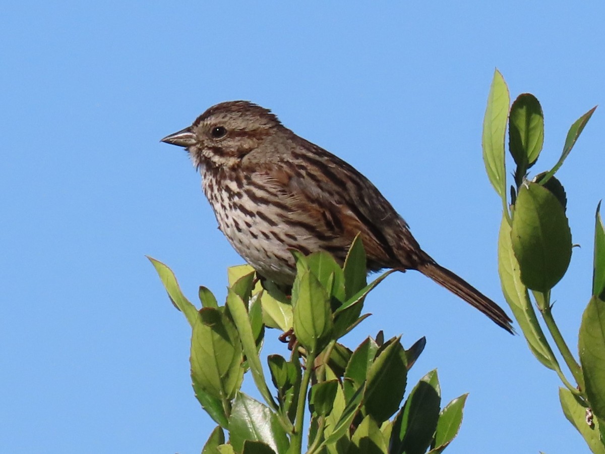 Song Sparrow - Mike Shafto