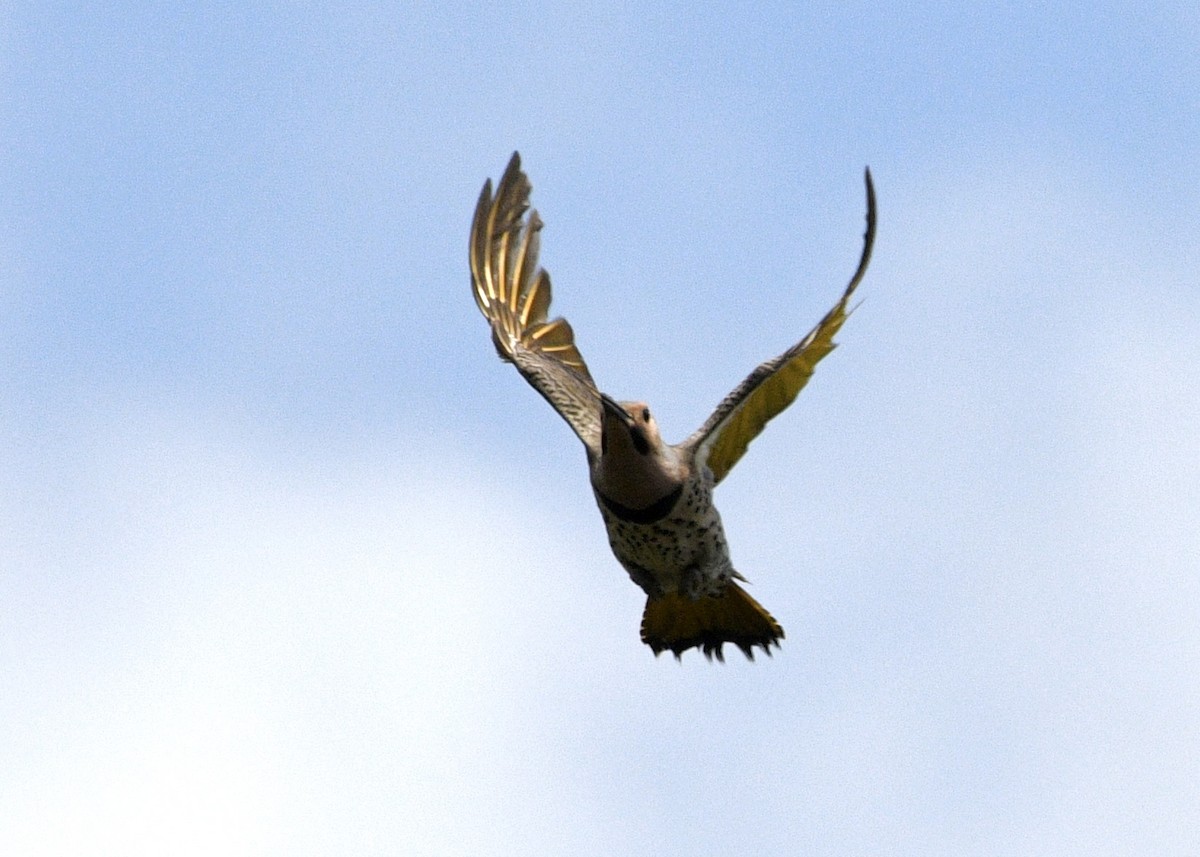 Northern Flicker - Gregory Bozek