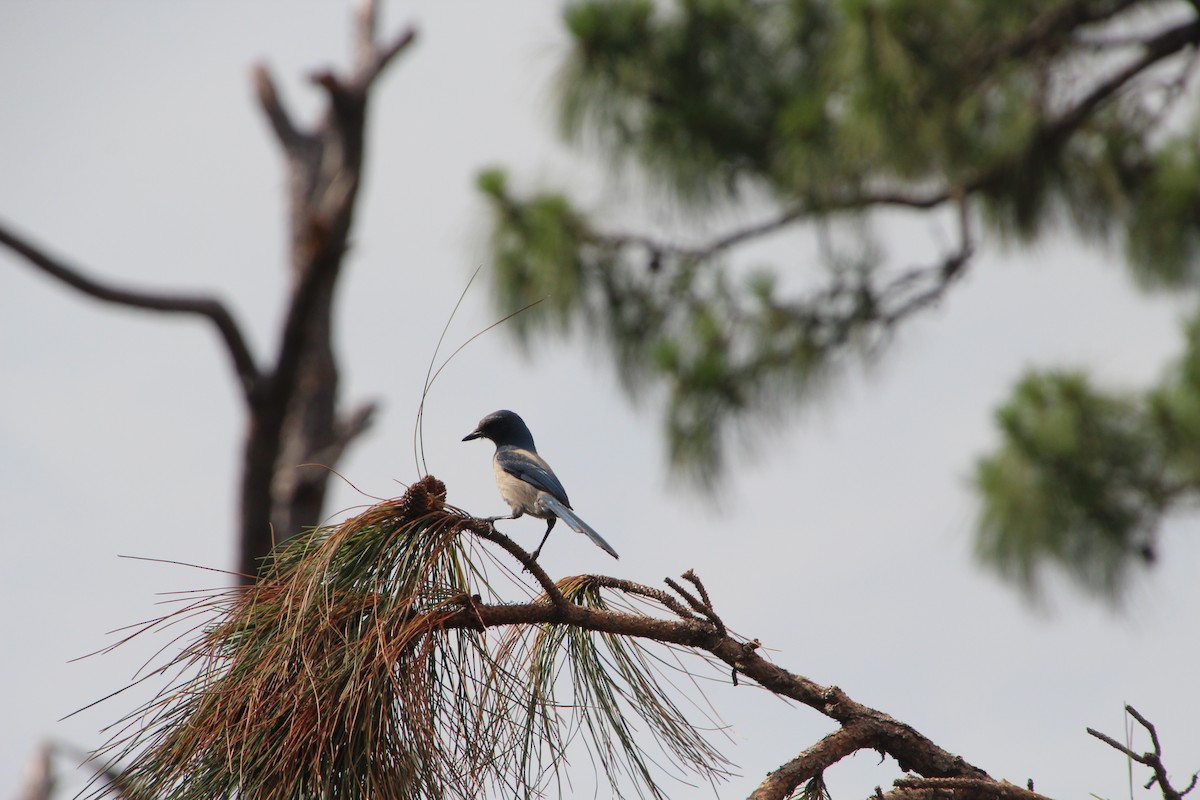 Florida Scrub-Jay - ML619299688