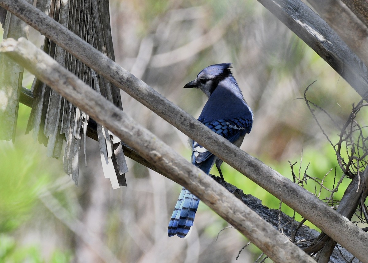 Blue Jay - Gregory Bozek