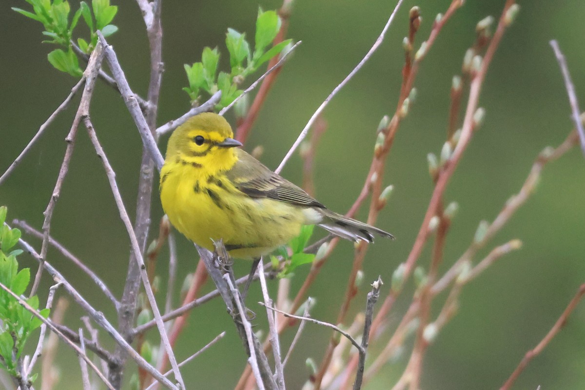 Prairie Warbler - David Nelson