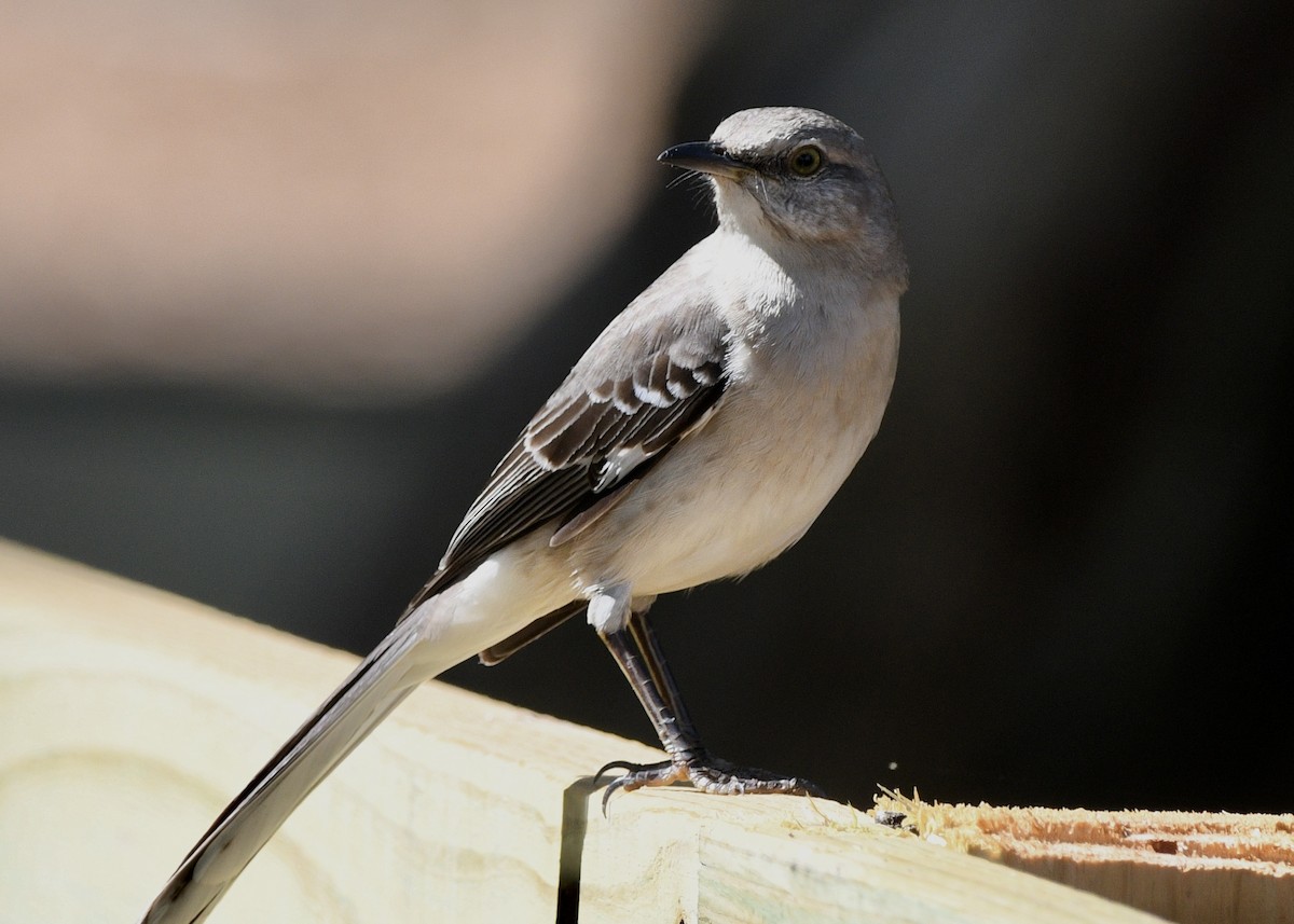 Northern Mockingbird - ML619299696