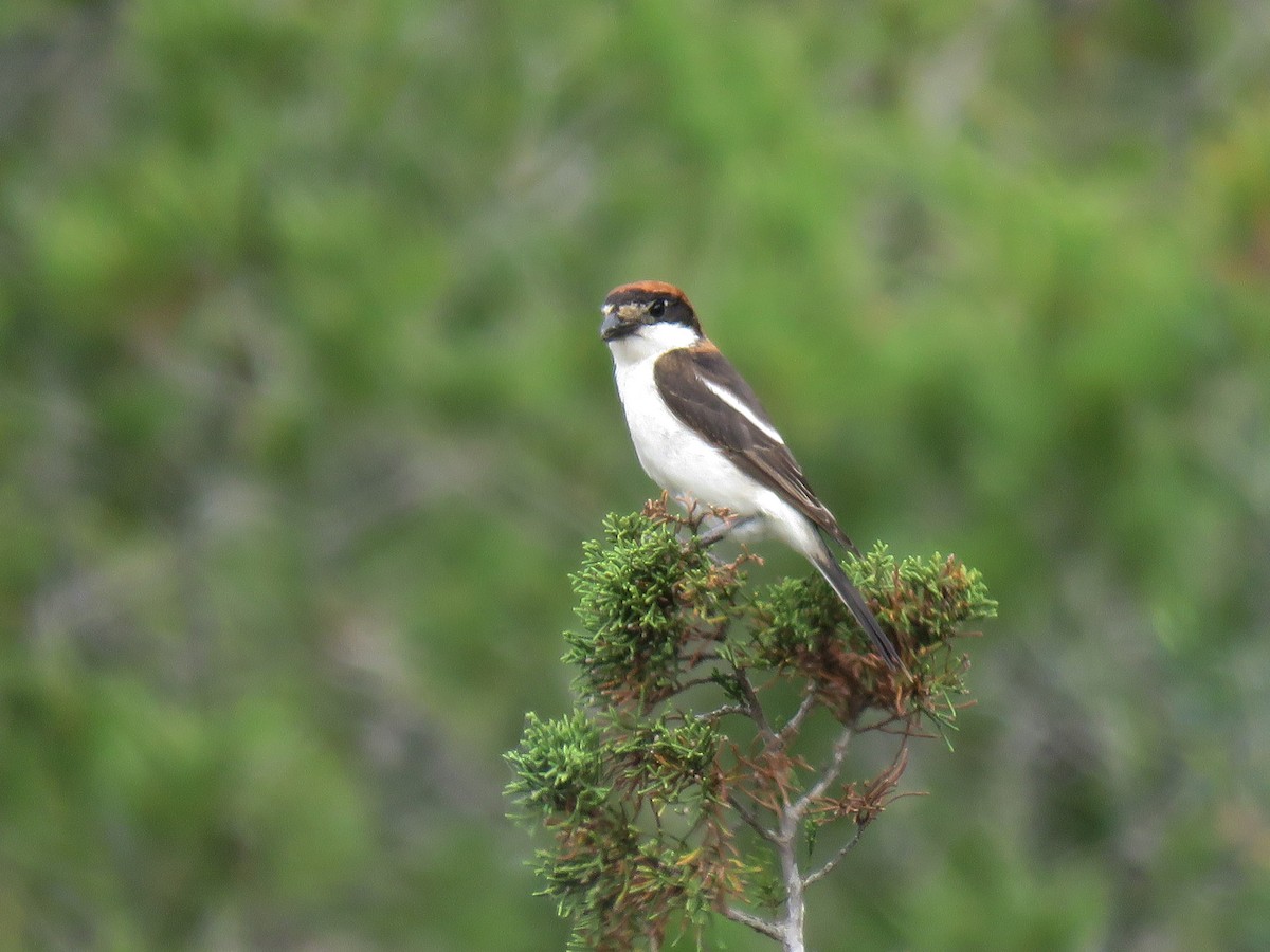 Woodchat Shrike (Balearic) - Frederik Bexter