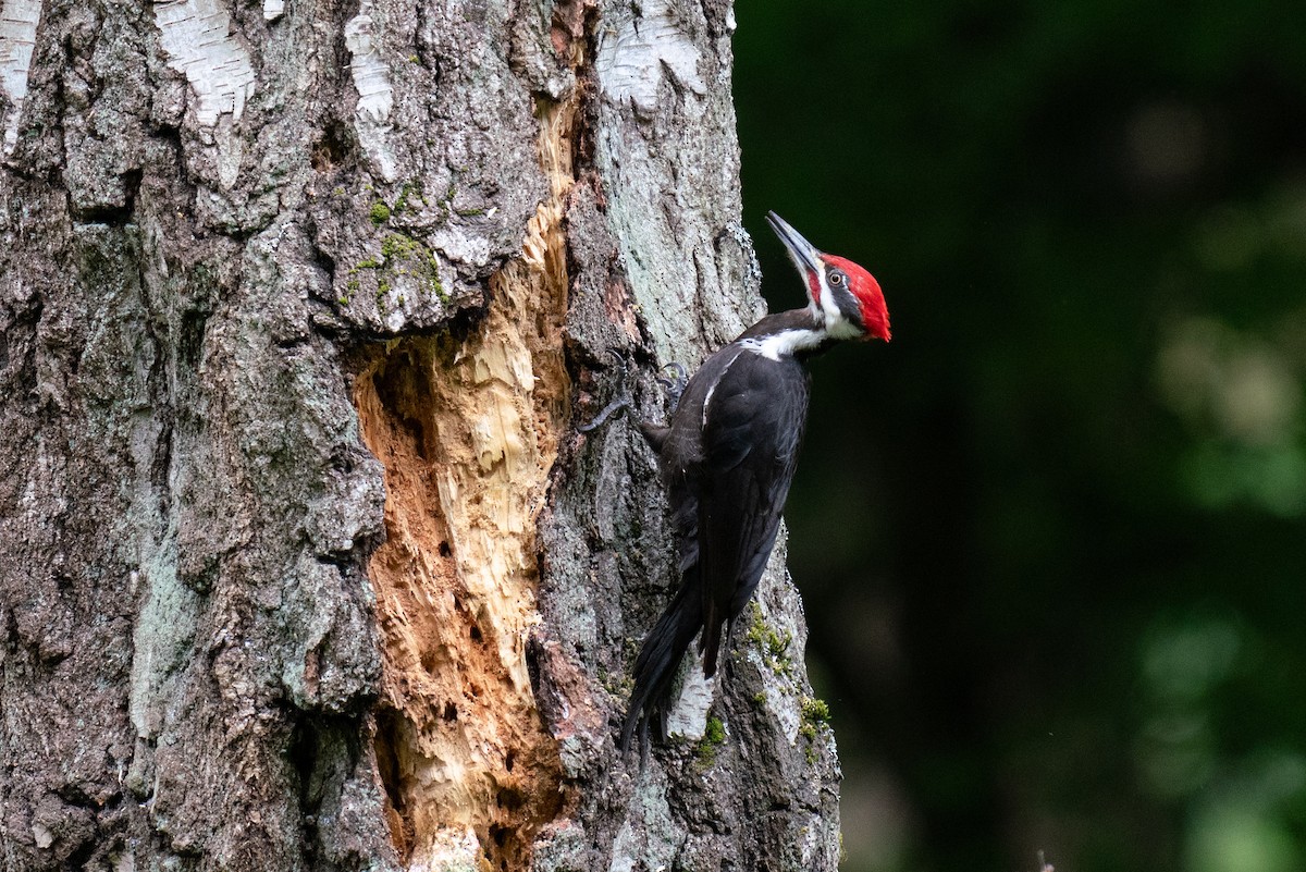 Pileated Woodpecker - Garrett  Kenny