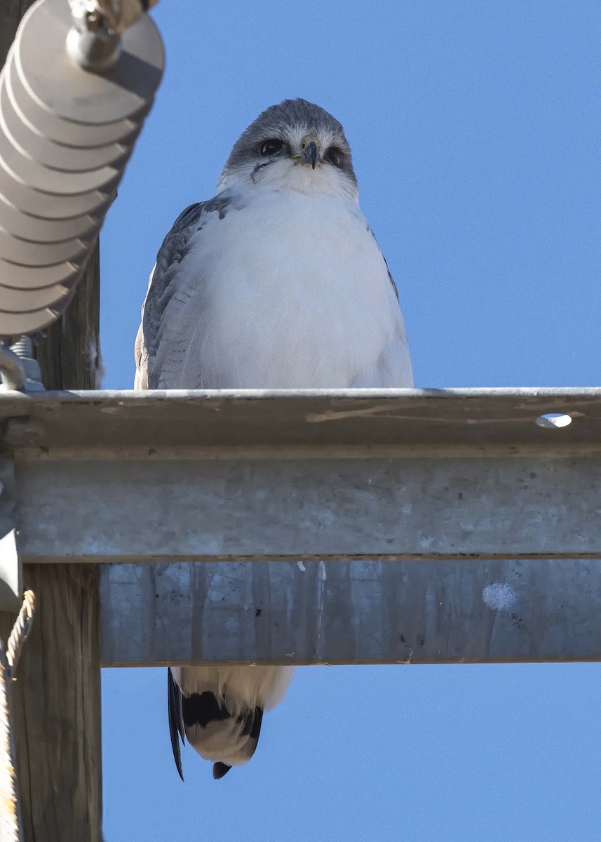 Variable Hawk - VERONICA ARAYA GARCIA