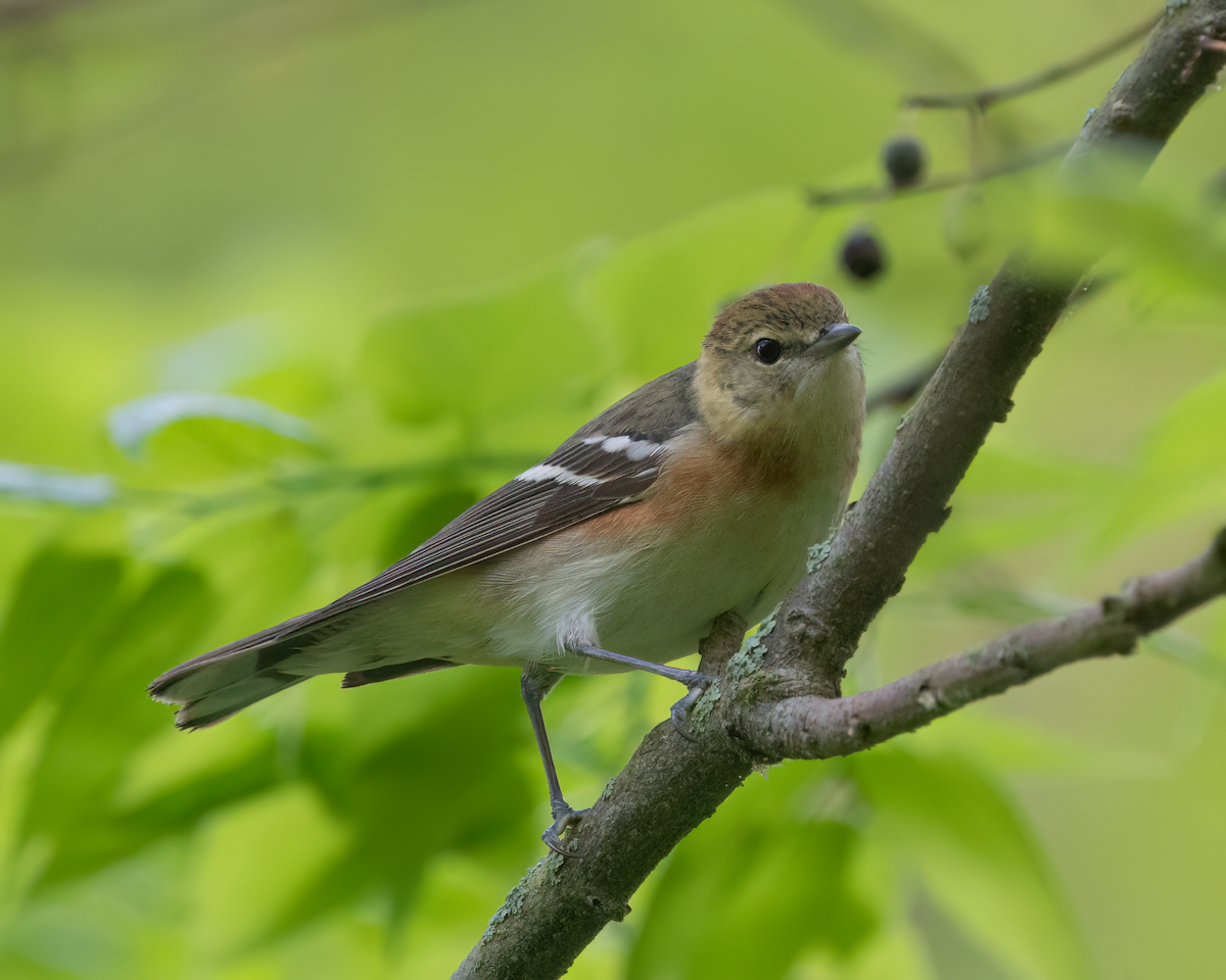 Bay-breasted Warbler - ML619299733