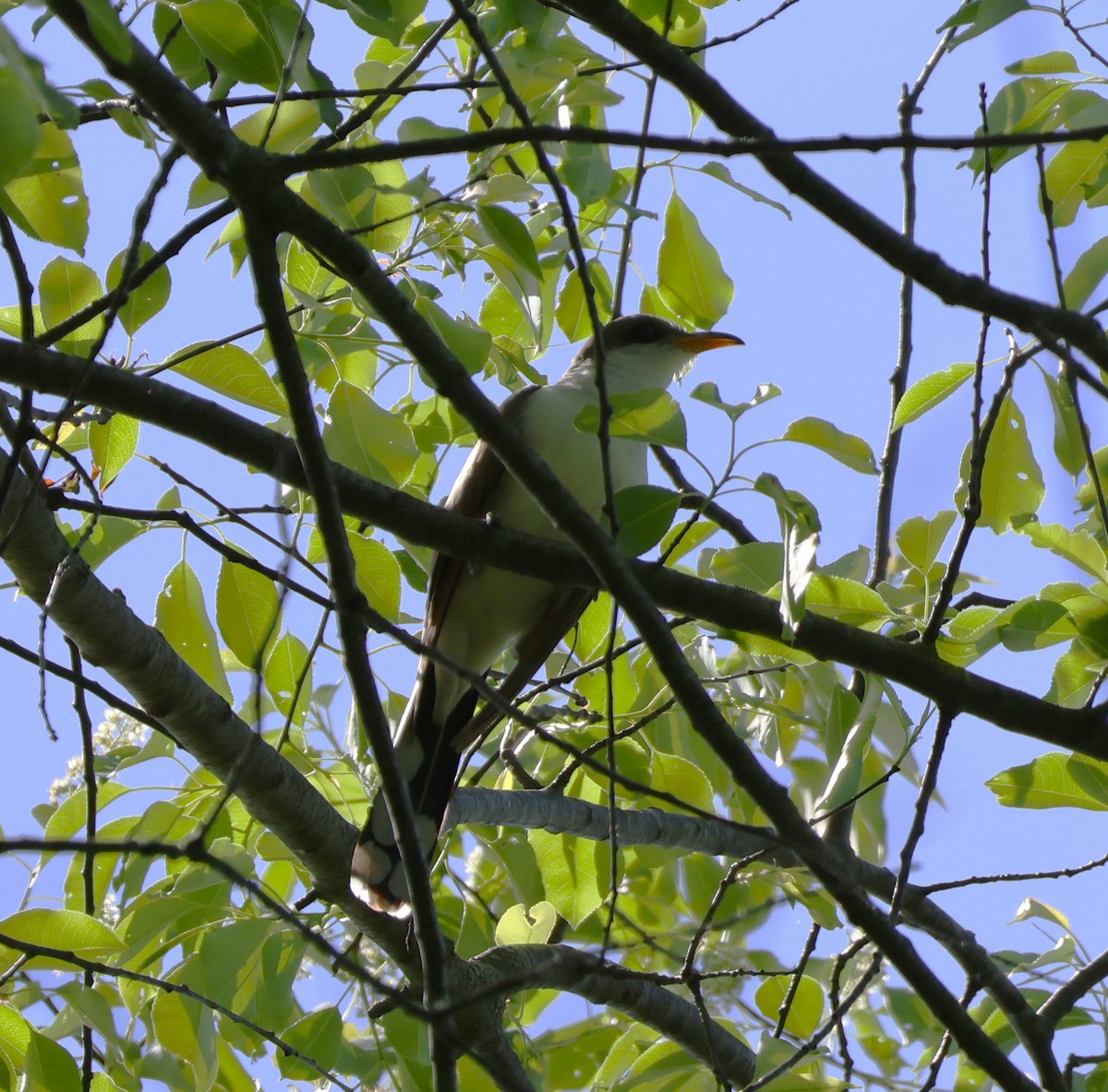 Yellow-billed Cuckoo - Lindy Niemiec