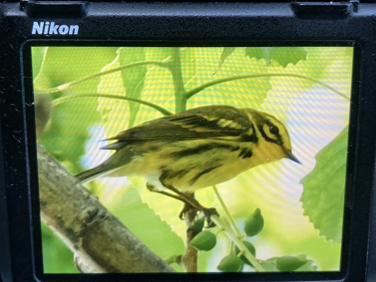 Prairie Warbler - Tom Frankel