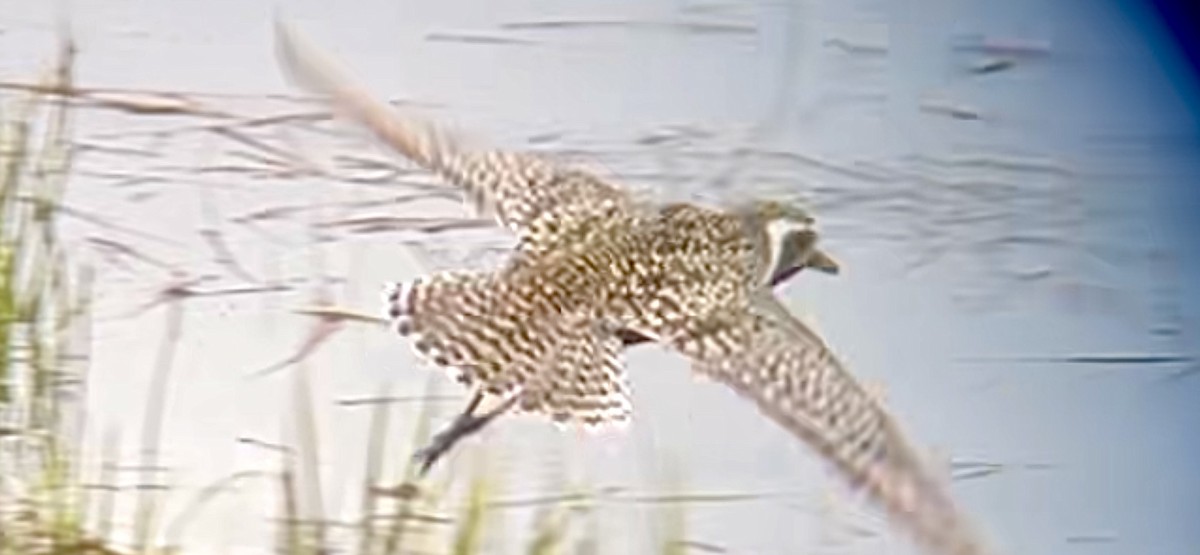 Pacific Golden-Plover - ML619299761