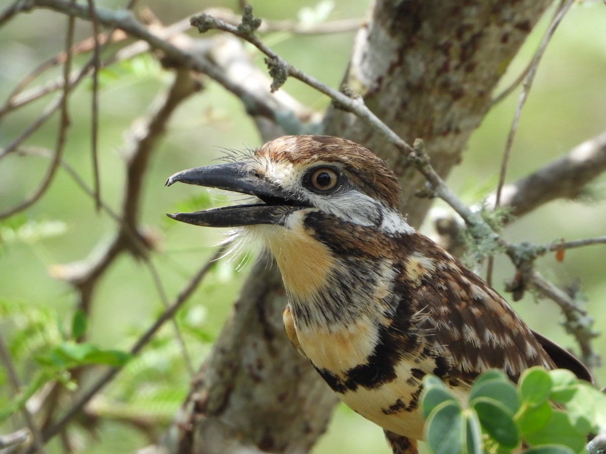 Two-banded Puffbird - Francisco Contreras @francontreras.80