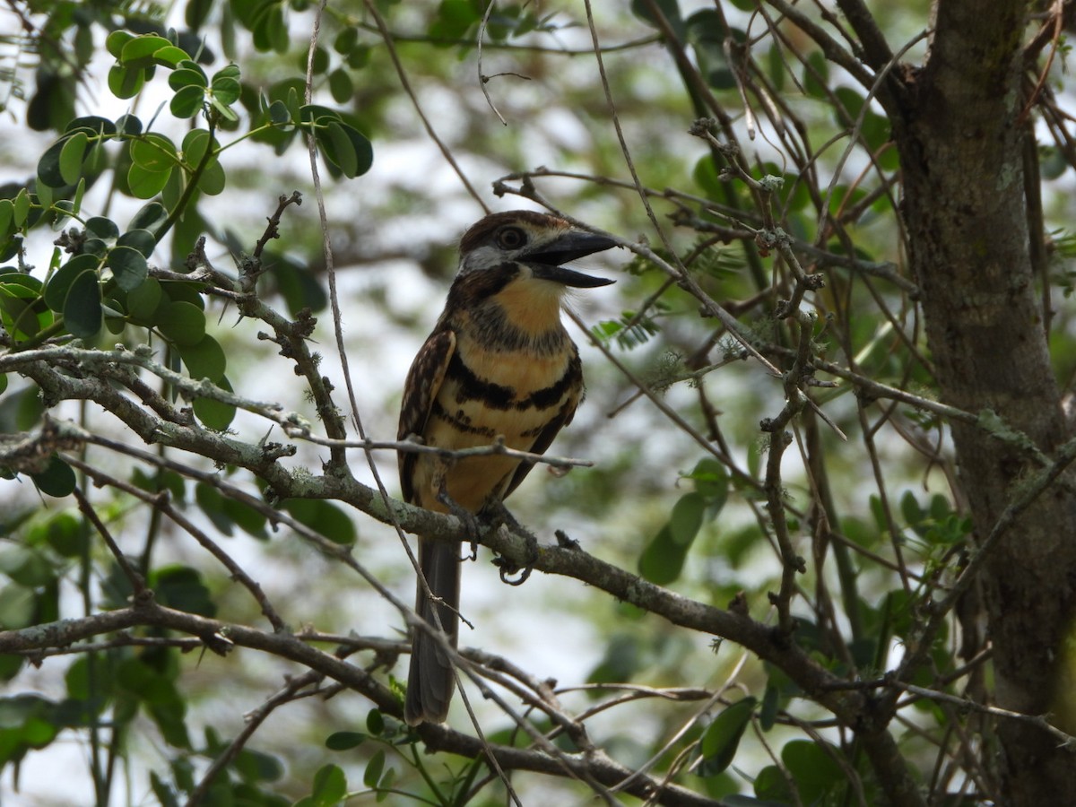 Two-banded Puffbird - Francisco Contreras @francontreras.80