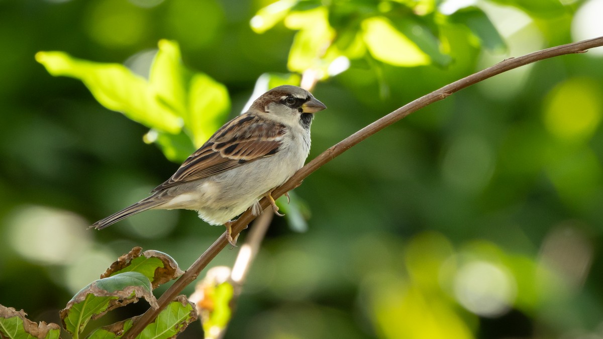 House Sparrow - ML619299785