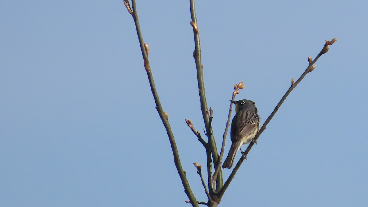 Kirtland's Warbler - Lorna Thomas