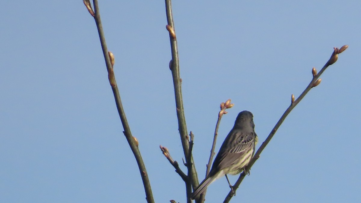 Kirtland's Warbler - Lorna Thomas