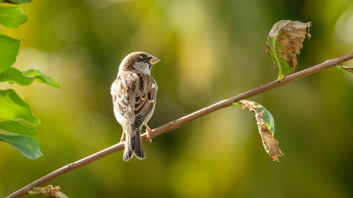 House Sparrow - Joren van Schie