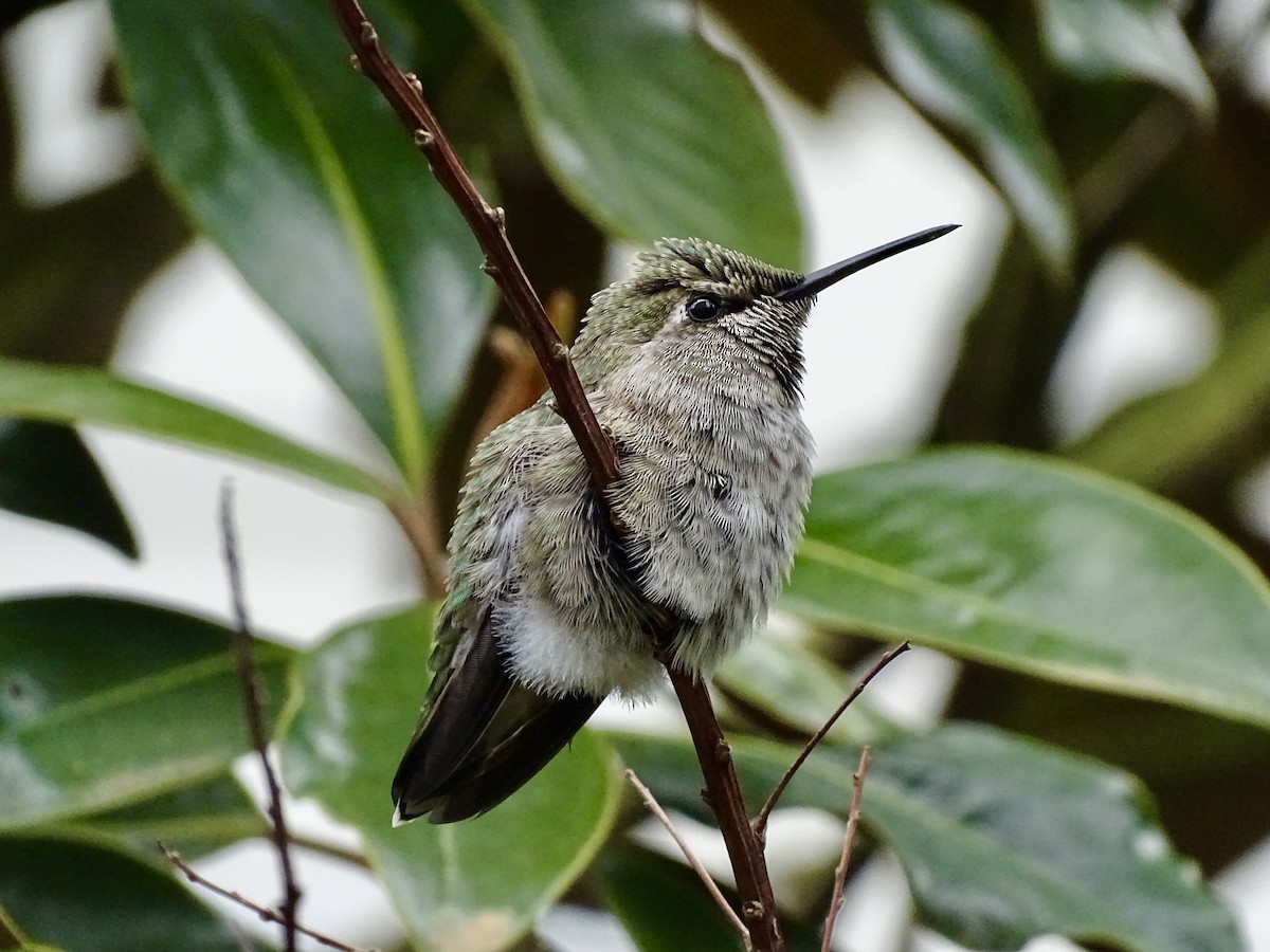 Anna's Hummingbird - Amelia Preston