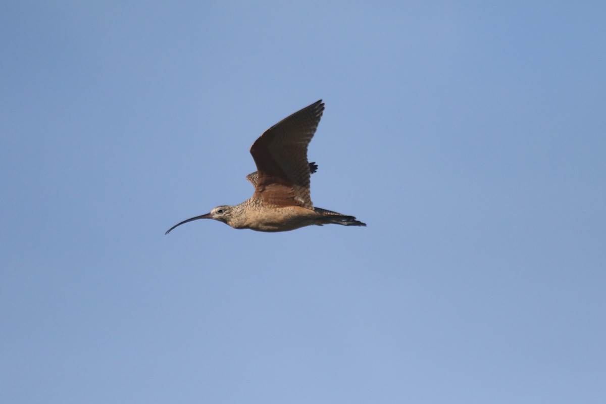 Long-billed Curlew - alan mauer