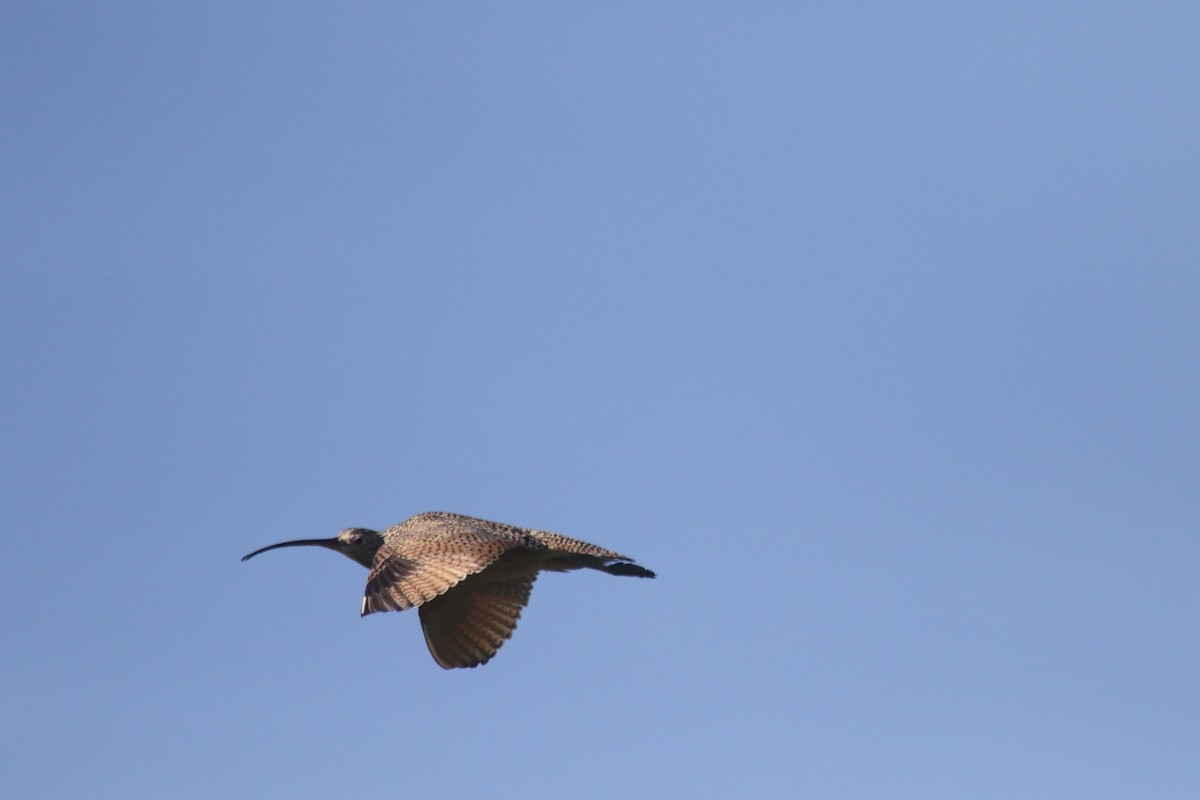 Long-billed Curlew - ML619299849