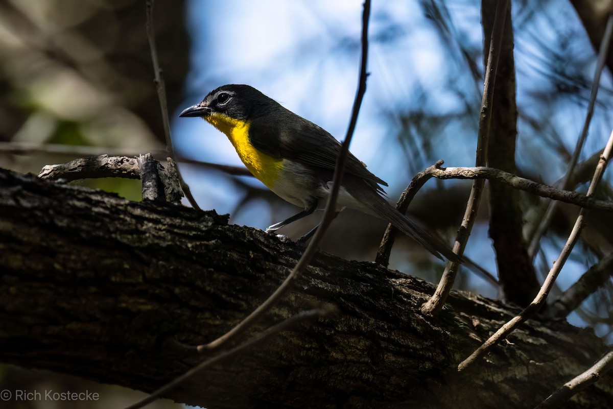 Yellow-breasted Chat - Rich Kostecke