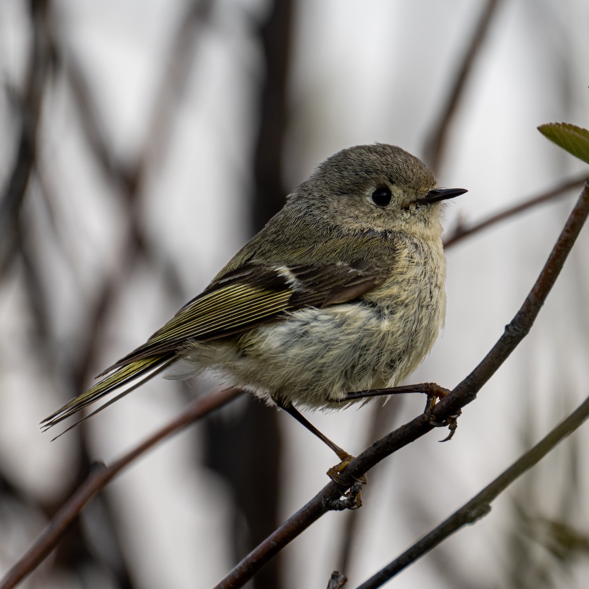 Ruby-crowned Kinglet - ML619299868
