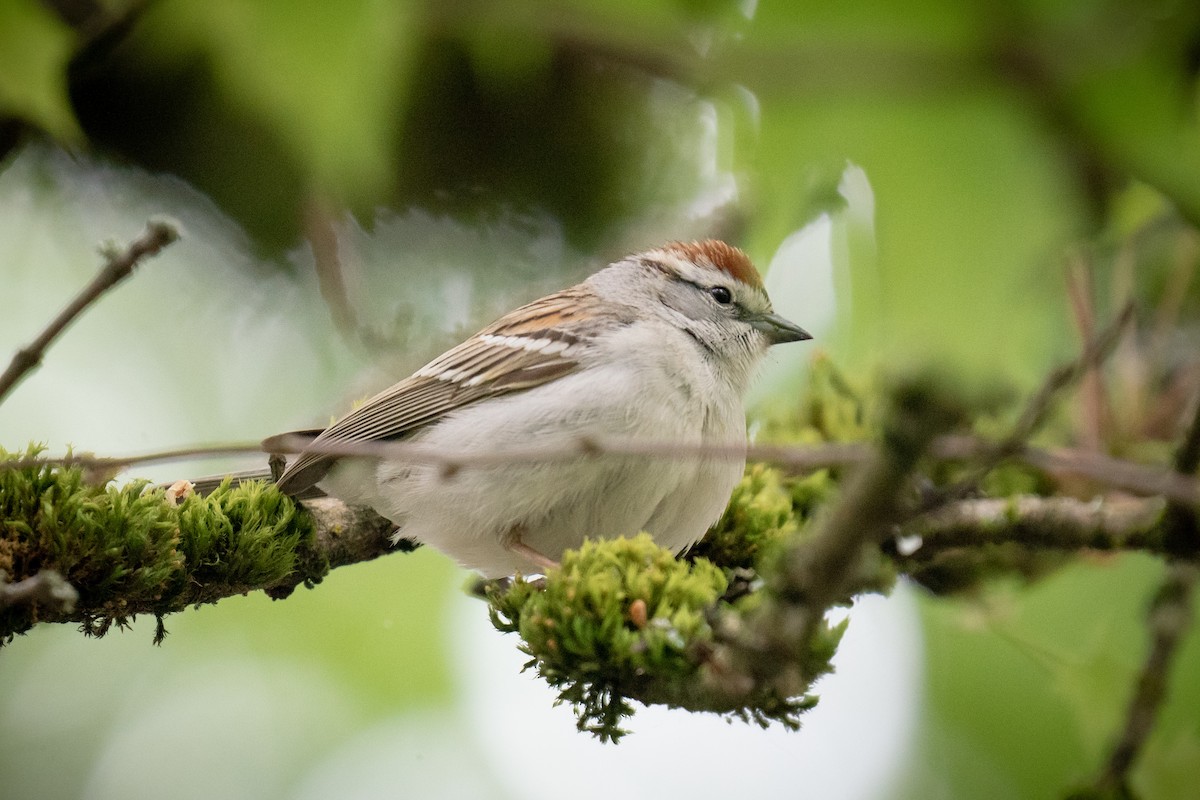 Chipping Sparrow - Garrett  Kenny