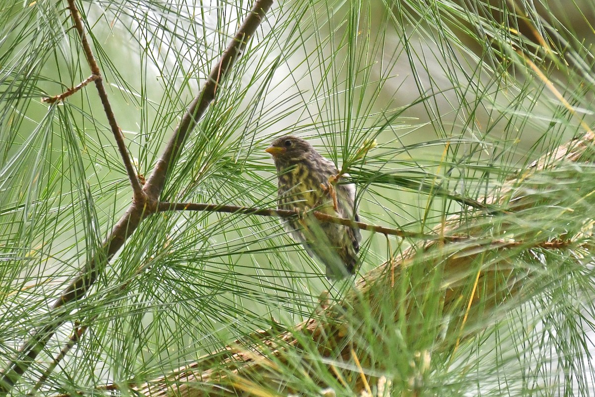 Pine Siskin - ML619299895