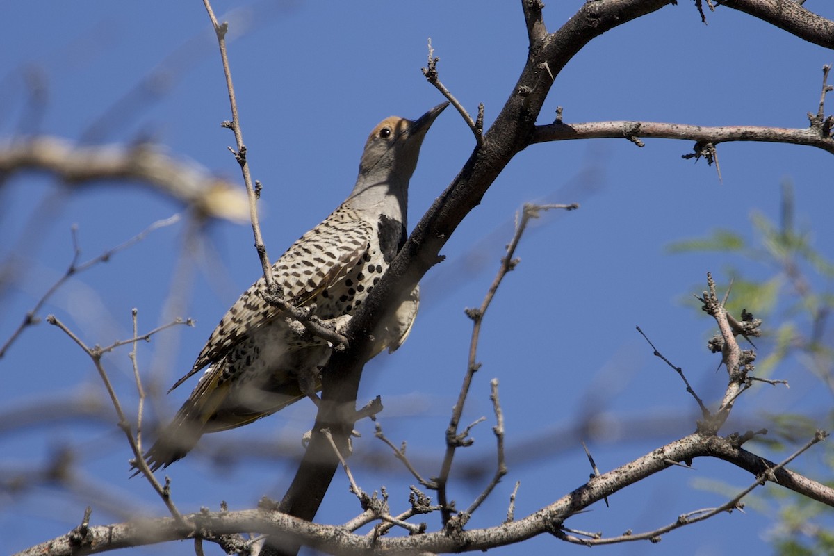 Northern Flicker - Robert Snider